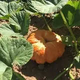 Assiter Punkin Ranch photo