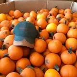 Assiter Punkin Ranch photo