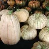 Assiter Punkin Ranch photo