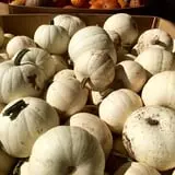 Assiter Punkin Ranch photo