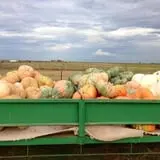 Assiter Punkin Ranch photo