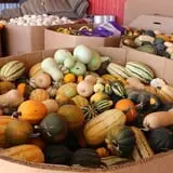 Assiter Punkin Ranch photo