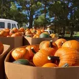 Assiter Punkin Ranch photo