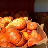 Assiter Punkin Ranch photo