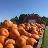 Assiter Punkin Ranch photo