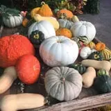 Assiter Punkin Ranch photo