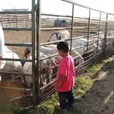 Assiter Punkin Ranch photo