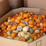 Assiter Punkin Ranch photo