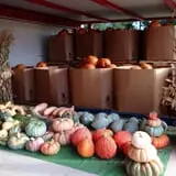 Assiter Punkin Ranch photo