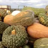 Assiter Punkin Ranch photo