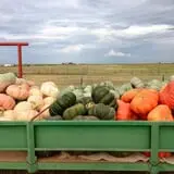 Assiter Punkin Ranch photo
