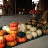 Assiter Punkin Ranch photo