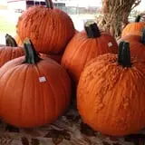 Assiter Punkin Ranch photo