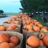 Assiter Punkin Ranch photo