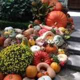 Assiter Punkin Ranch photo