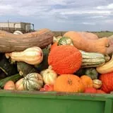 Assiter Punkin Ranch photo