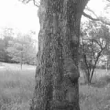 Robinson Woods photo