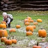 Island Farm photo