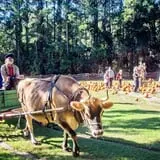 Island Farm photo