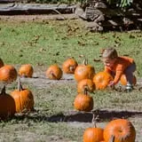 Island Farm photo