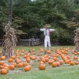 Island Farm photo