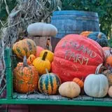 Island Farm photo