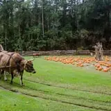 Island Farm photo