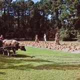 Island Farm photo