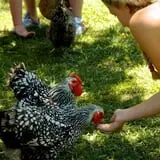 Island Farm photo