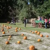 Island Farm photo
