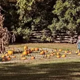 Island Farm photo