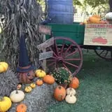 Island Farm photo