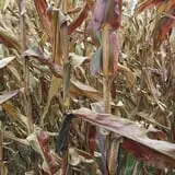 Lee Turkey Farm Pumpkin Picking & Hayride photo