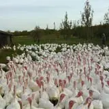 Lee Turkey Farm Pumpkin Picking & Hayride photo