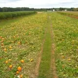 Lee Turkey Farm Pumpkin Picking & Hayride photo