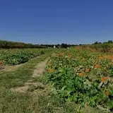 Lee Turkey Farm Pumpkin Picking & Hayride photo