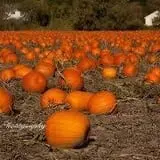 Lee Turkey Farm Pumpkin Picking & Hayride photo