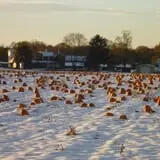 Lee Turkey Farm Pumpkin Picking & Hayride photo