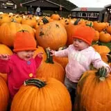 Pumpkinville photo