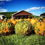 Pumpkinville photo
