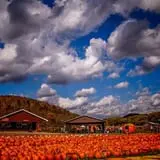 Pumpkinville photo