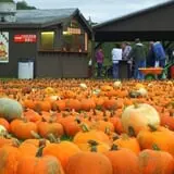 Pumpkinville photo