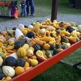 Pumpkinville photo