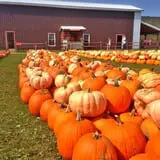 Pumpkinville photo