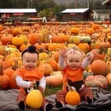 Pumpkinville photo