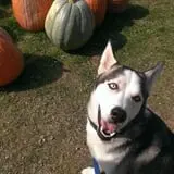 Pumpkinville photo