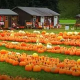 Pumpkinville photo