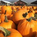 Pumpkinville photo