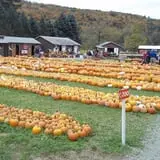 Pumpkinville photo