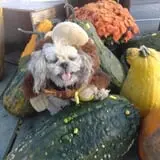 Pumpkinville photo